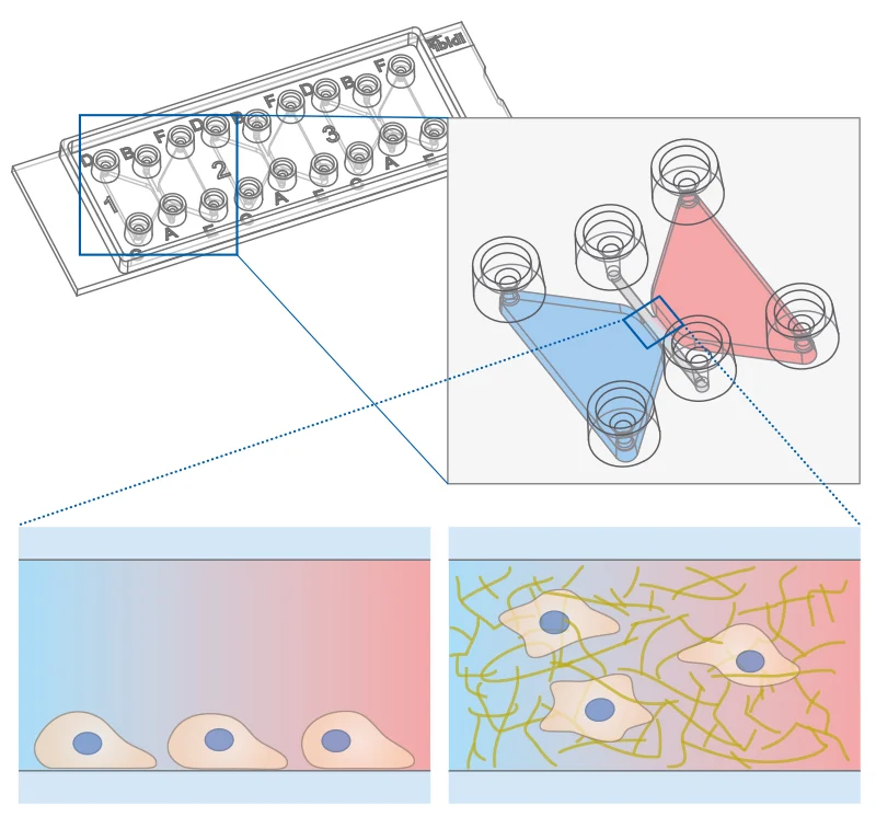 Chemotaxis Slides
